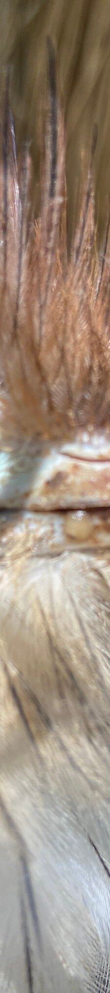 Zoo Kosice-科希策1区