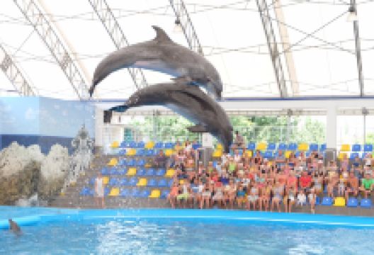 Dolphinarium "Nemo"景点图片
