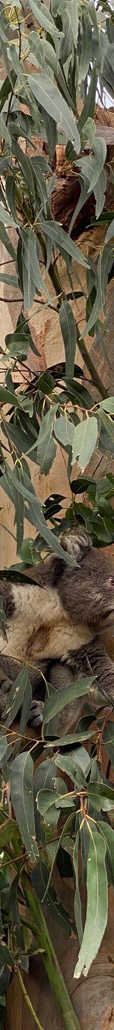 坎尼特河沿岸考拉步行道-Kennett River