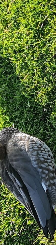 坎尼特河沿岸考拉步行道-Kennett River