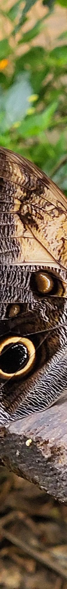 Butterfly Park Empuriabrava-Alt Emporda