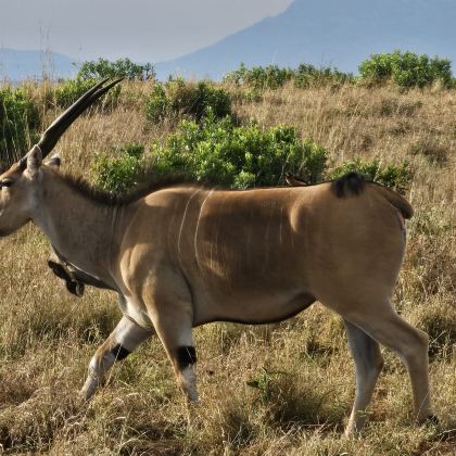 肯尼亚内罗毕+安博塞利国家公园+桑布鲁+地狱之门国家公园+马赛马拉国家保护区12日11晚私家团