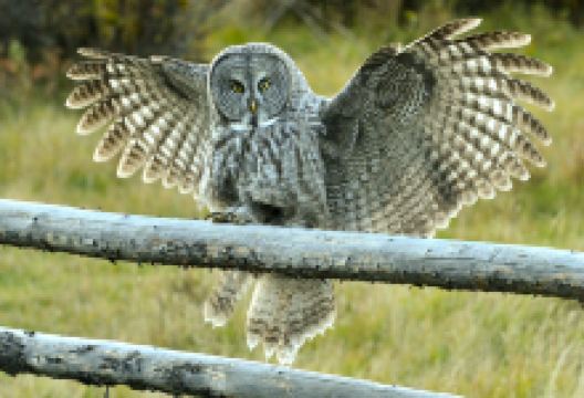 Teton Raptor Center景点图片
