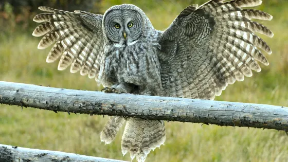 Teton Raptor Center