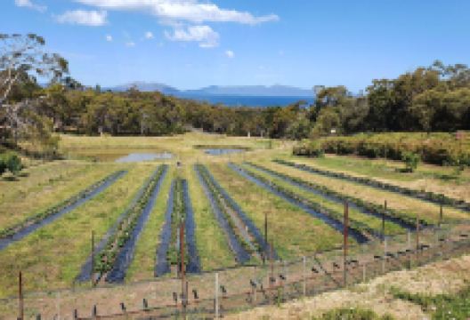 Kate's Berry Farm景点图片