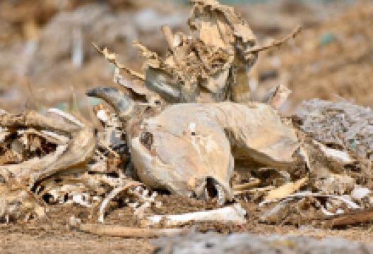 Jorbeer Conservation Reserve景点图片