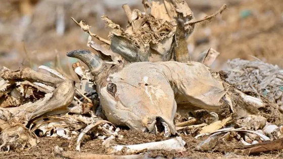 Jorbeer Conservation Reserve