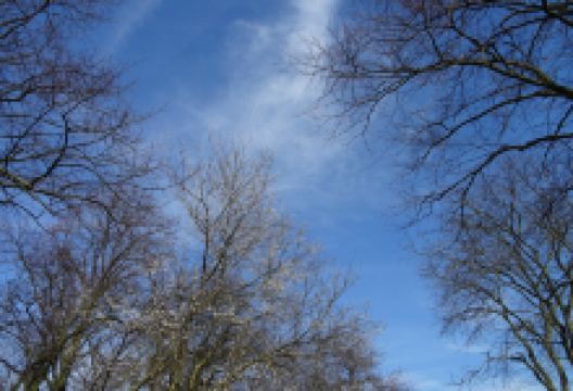 Forest Wijckerslooth景点图片