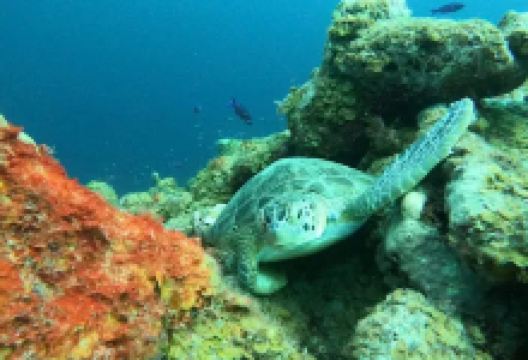 Caracas Bay景点图片