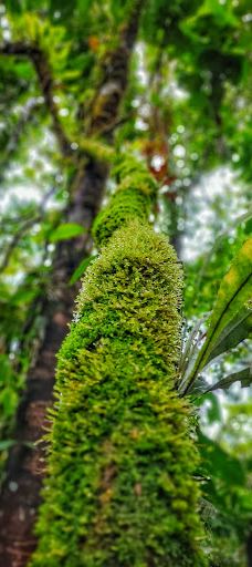 Sendero eco turístico de Tutunendo-图图嫩多