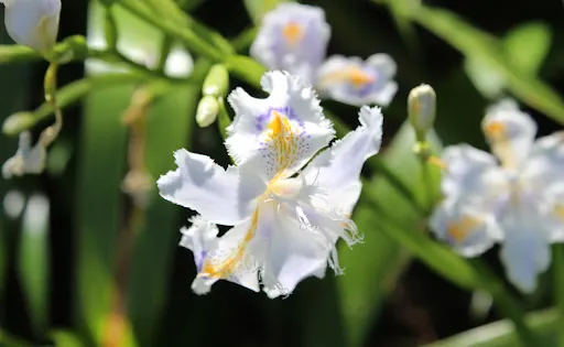 洛倫佐•羅塔植物園