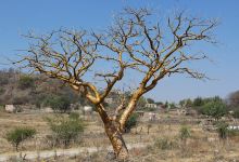 El árbol Dorado景点图片