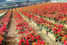 Lobelia do SOL购物图片