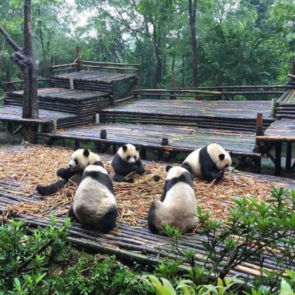 成都+成都大熊猫繁育研究基地+盐业历史博物馆+恐龙欢乐王国+乐山大佛6日5晚私家团