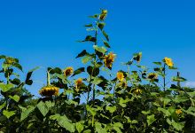 Duxbury Community Garden景点图片