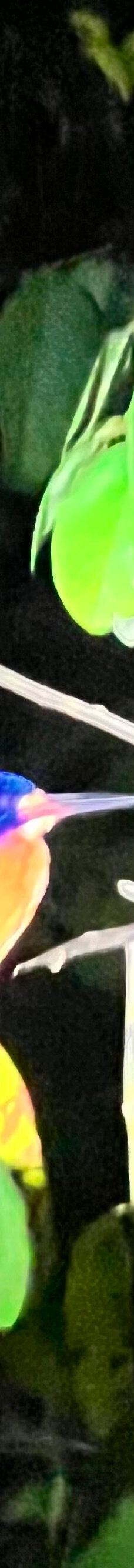 京那巴当岸河-基纳巴唐岸