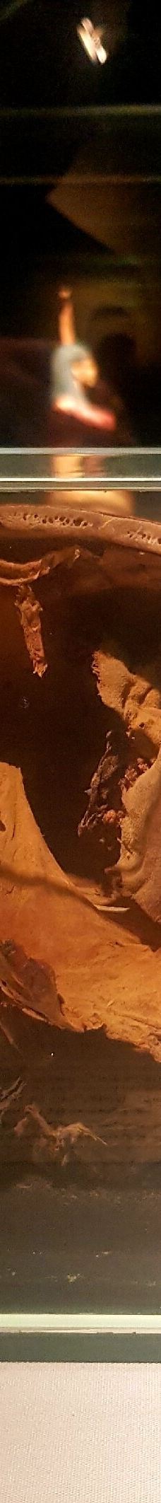 木乃伊博物馆-卢克索