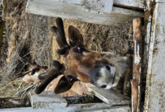 The Kroschel Wildlife Center景点图片