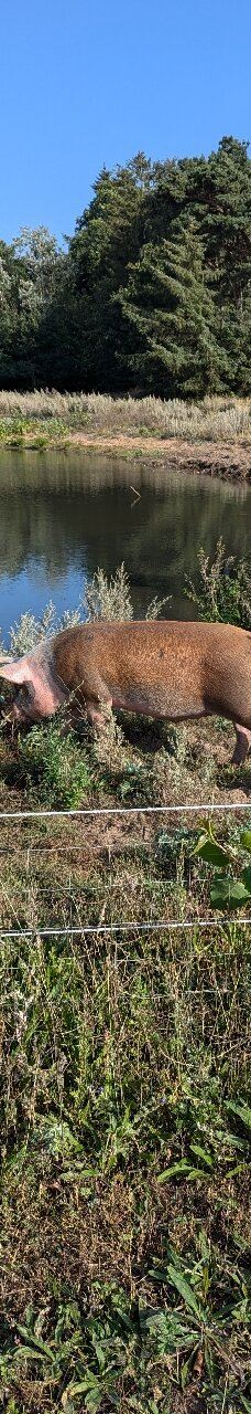 Vingaarden, Lille Gadegaard ( Vineyard )-阿克尔科拜