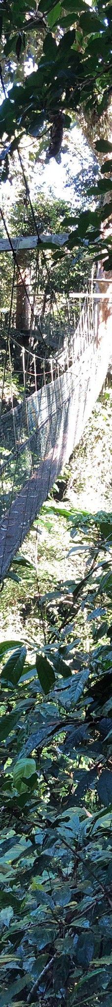 Mulu Skywalk-马鲁迪