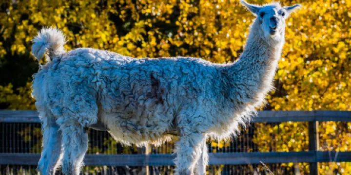 Luvin Arms Animal Sanctuary