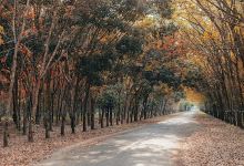 Nhà Vườn Ông Bà Tịnh Hương景点图片