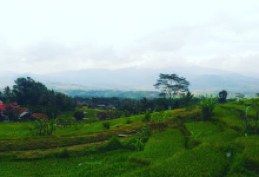 Kebon Jati Hendin景点图片