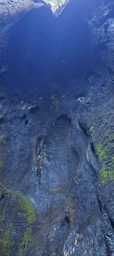 Grove of Old Trees-奥西丹透