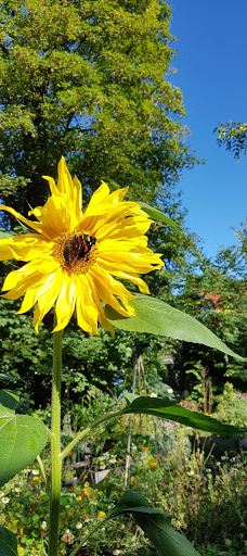 Karolinelund-奥尔堡