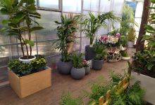 The King Garden购物图片