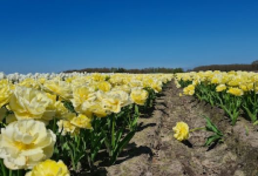 Dolmen D18景点图片