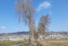 Pfahlbausiedlung Wauwil景点图片