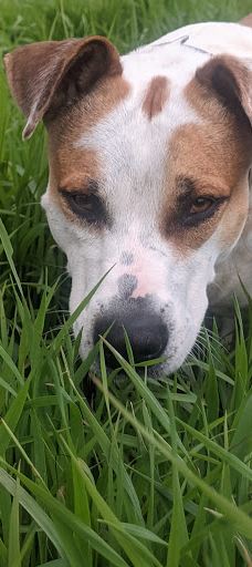 Silver Springs Off-leash Area-卡尔加里