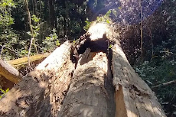 Doggrell Tree Kin Kin Doggrell Forest Trail|金皮Doggrell Forest Trail玩樂門票預訂|Doggrell Forest ...