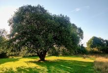 Ferndown Local Nature Reserve景点图片