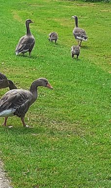 维多利亚公园-贝尔法斯特