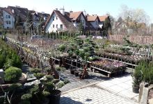 Gargas Rośliny购物图片