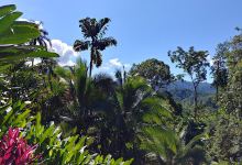 Manuel Antonio Bee Farm景点图片
