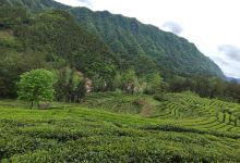 半亩茶园购物图片