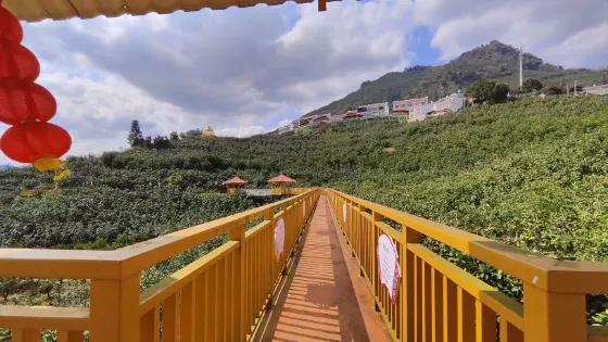 平和萬畝柚海