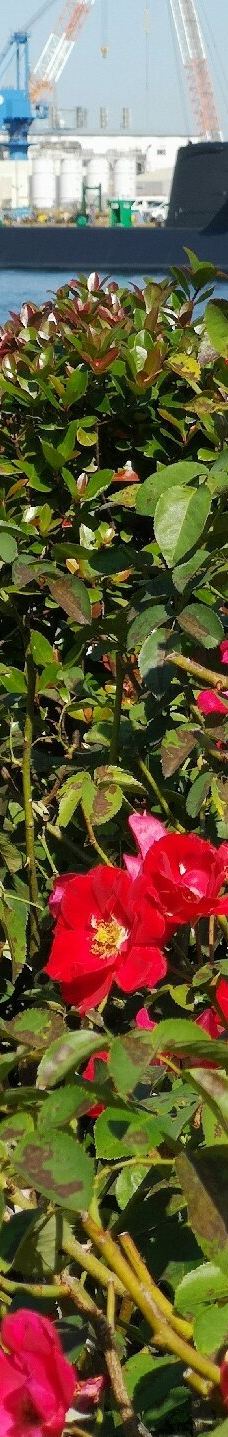 Verny Park-横须贺市