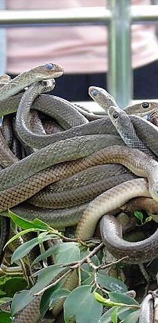 Dong Tam Snake Farm-周城县