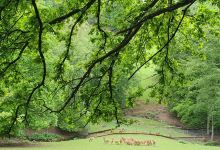 Wildpark Roggenhausen景点图片