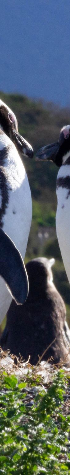 Isla Martillo-乌斯怀亚