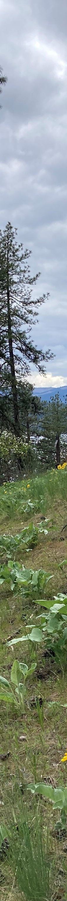 Tubbs Hill-科达伦