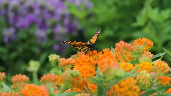 Klehm Arboretum & Botanic Garden