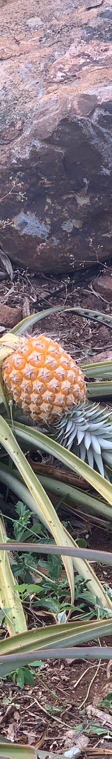 Maui Dragon Fruit Farm-茂宜县