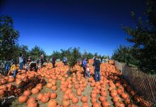Apple Ridge Orchards景点图片