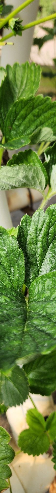 Ricardoes Tomatoes-Blackmans Point