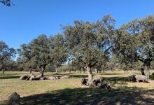 Parque Natural Cardena Montoro景点图片